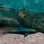 Dicas para Ecco The Dolphin: Defender Of The Future - Foto: Reprodução